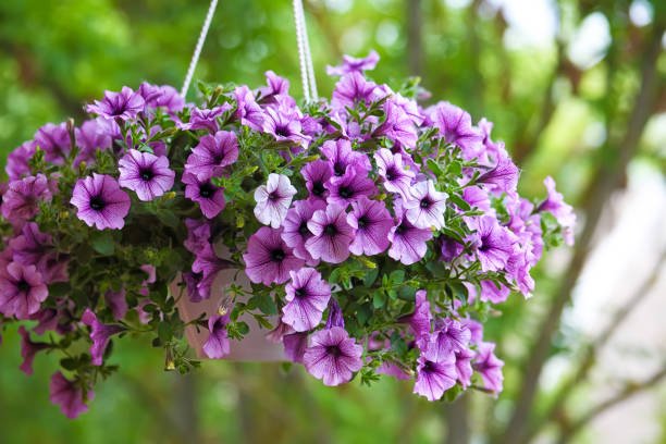 Pétunia violet